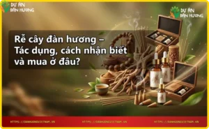 Mặt cắt rễ cây đàn hương với vân gỗ và tinh dầu đậm đặc
