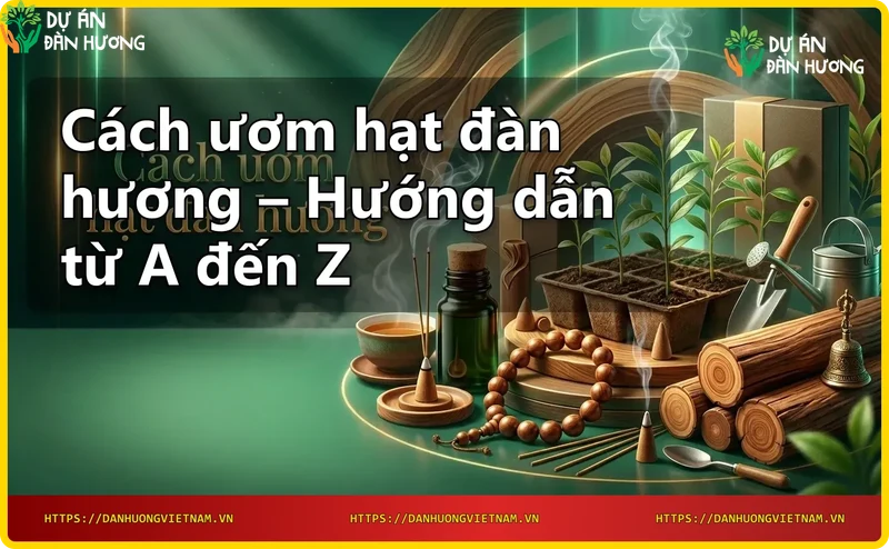Ngâm hạt đàn hương trong nước ấm để tăng tỷ lệ nảy mầm