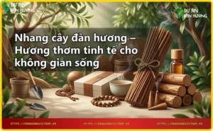 Nguyên liệu gỗ đàn hương tự nhiên và nhang cây thành phẩm