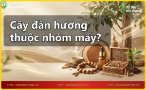 Phân loại gỗ đàn hương - mặt cắt ngang gỗ đàn hương với vân gỗ đẹp