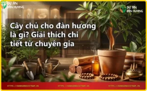 Rễ cây đàn hương bám vào cây chủ, minh họa cây chủ cho đàn hương là gì