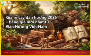 Rễ cây đàn hương tươi với vân gỗ và tinh dầu