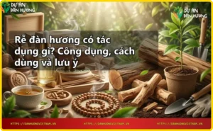 Rễ đàn hương nguyên chất với tinh dầu và trầm hương