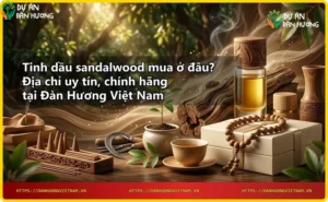 Tay cầm chai tinh dầu sandalwood trên kệ gỗ có chứng nhận