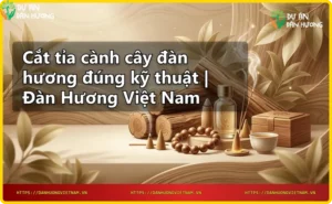 Tay cầm kéo cắt cành đàn hương đúng kỹ thuật