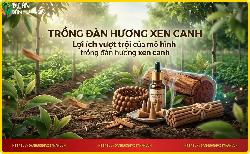 thu-hoach-cay-trong-xen-giua-cac-hang-dan-huong-mang-lai-thu-nhap-ngan-han Thu hoạch cây trồng xen giữa các hàng đàn hương, mang lại thu nhập ngắn hạn