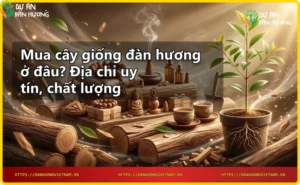Tiêu chí chọn địa chỉ mua cây giống đàn hương chất lượng