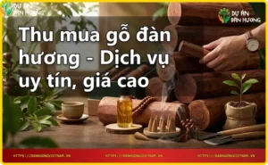 Tổng quan về gỗ đàn hương quý hiếm và thị trường thu mua