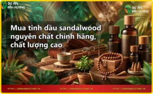 Tổng quan về tinh dầu sandalwood nguyên chất - gỗ đàn hương và tinh dầu nguyên chất