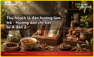 Vườn cây đàn hương vào buổi sáng sớm thu hoạch lá