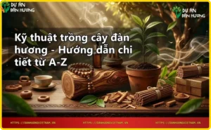 Vườn ươm cây đàn hương con trong bầu đất, dụng cụ trồng cây